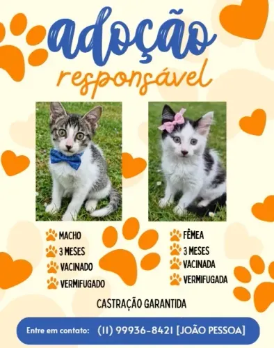 Gatinhos filhotes para adoção