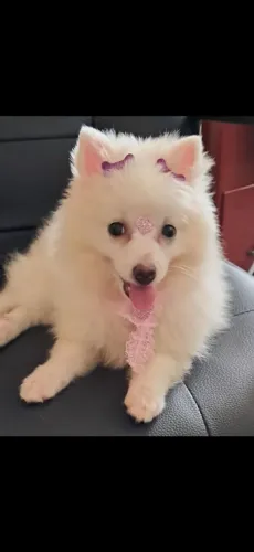 Venda de Spitz Alemão