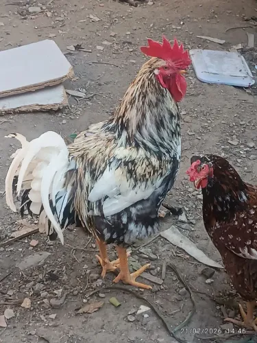 UM GALO E DUAS FRANGAS GSB