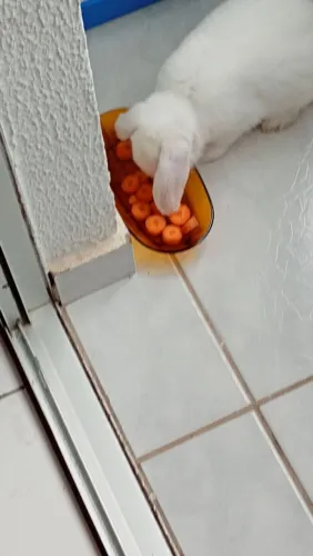 Coelhinho filhote 