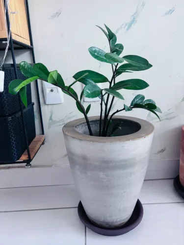 Zamioculcas