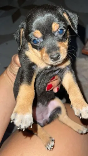 Pinscher 