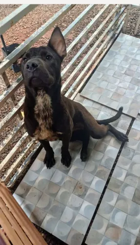 Adoção de um Cachorro da raça Pittibul