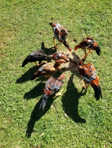 Índio Gigante (Frango / Galo /Galinha)