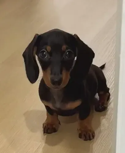 MINI DACHSHUND ULTIMA FÊMEA