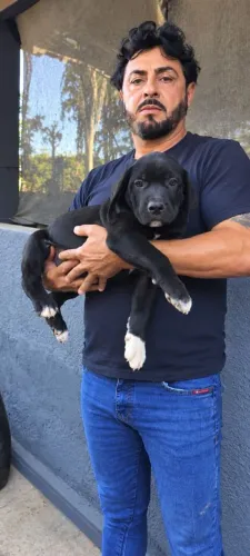 Filhotes de Fila Brasileiro X Mastyff Inglês