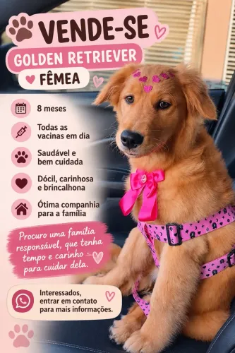 Vende cachorro