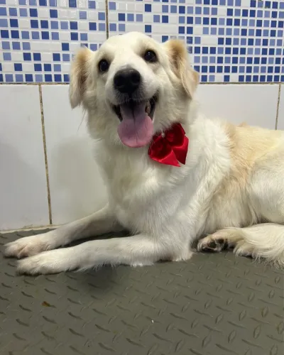 Adoção responsável cachorrinha super dócil