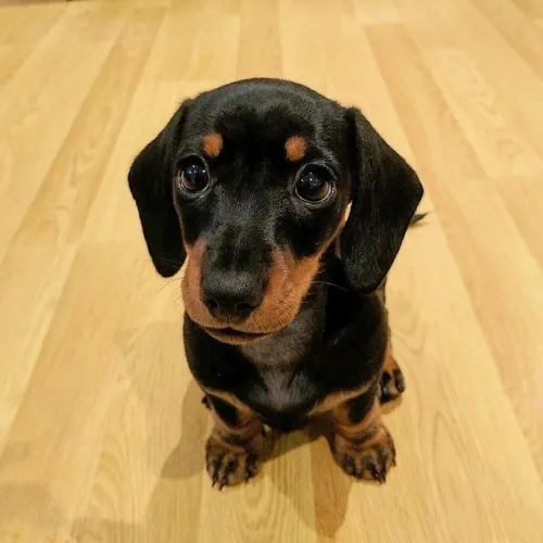 Perfeitinha Daschound fêmea entregamos!!