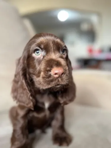 Cocker Spaniel Inglês ? Dourado e chocolate!