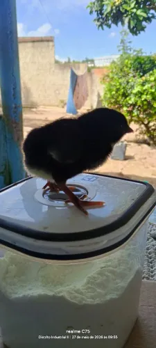 Pintos caipira 10 reais 