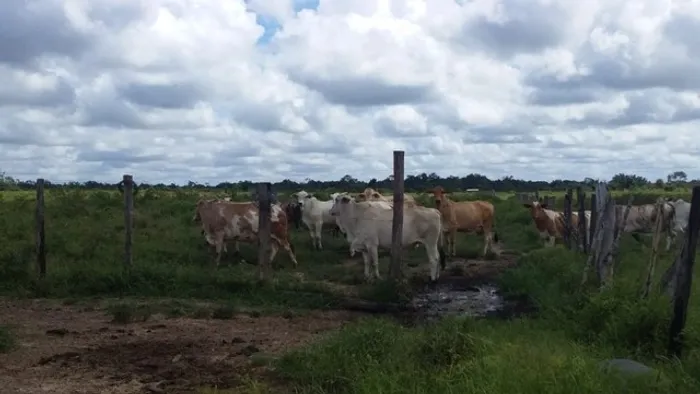 Fazenda 375 hectares a 60 km de Castanhal Pará pronta R$5 milhões
