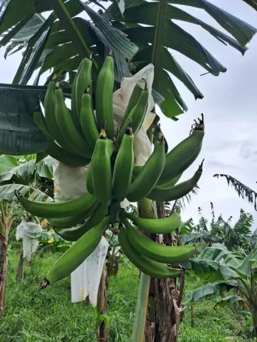 Mudas de banana BRS terra anã 