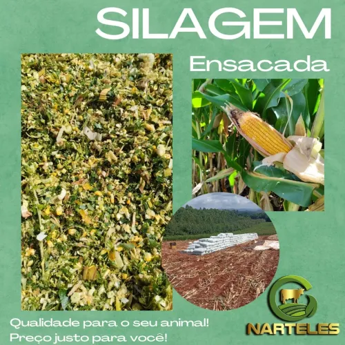 Silagem ensacada de milho( frete facilitado)