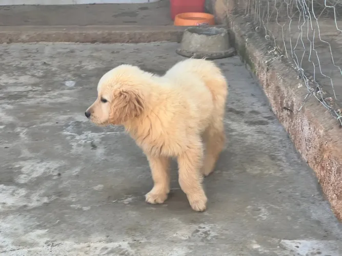 Golden Retriever - Puro Sangue