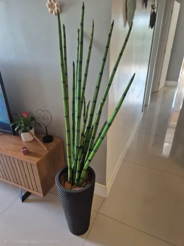 Planta decorativa