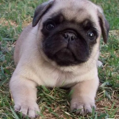 Pug filhote mini príncipe disponível em Sorocaba