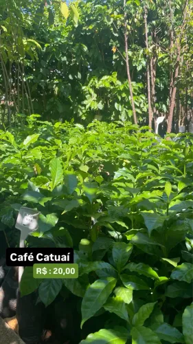 Muda de Café Catuaí 
