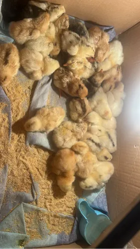 Pintinhos caipiras índio convencional 