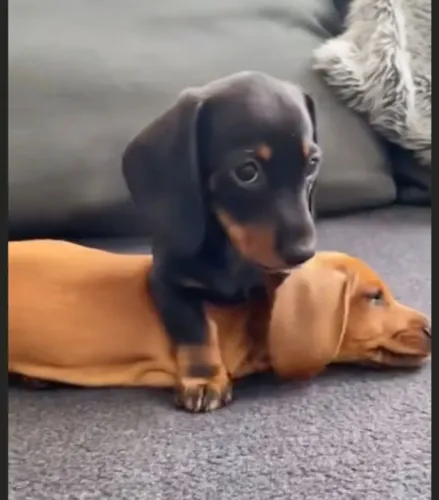 Basset teckel facil de treinar 
