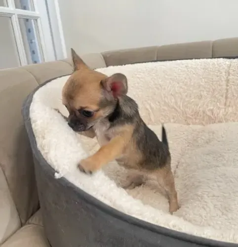 Chihuahua de pelo curto e pelo longo com pedigree, microchip e garantias!