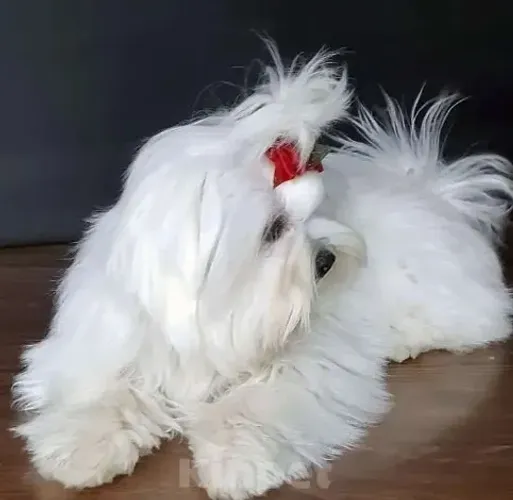 Filhotes de Maltês Brancos, Pelagem Longa e Linda