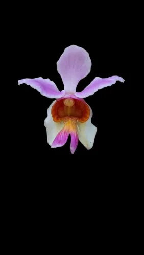 Orquídea wanda-teres