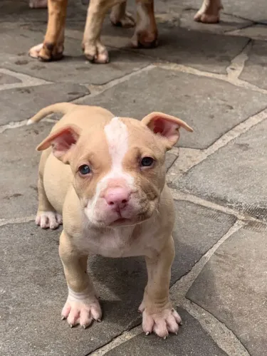 Filhotes pit monsters - aceito trocas