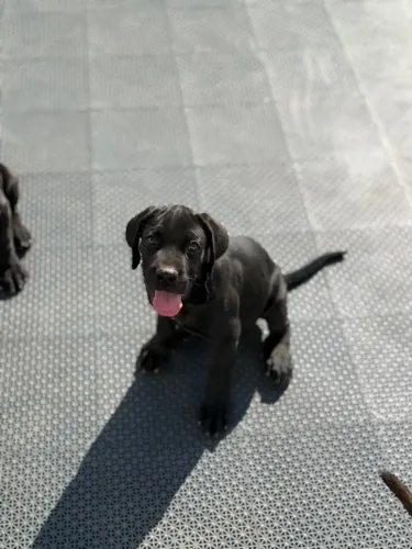 Filhote Cane Corso