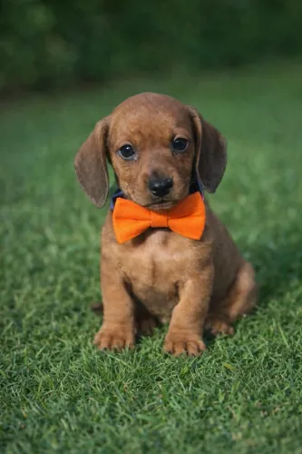 Um lindo caramelo Daschound macho!