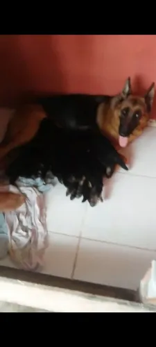 Pastor Alemão filhotes 1 mês valor 1.200 reais cada filhote.