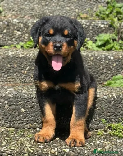 Filhote de cachorro rottweiler vacinado e vermifugado com garantia