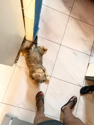 Vendo filhote 4 meses shih tzu tamanho mediano