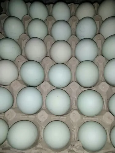 Ovos galados