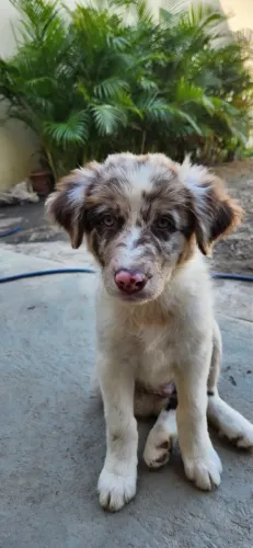 Filhotes de Border Collie (Pedigree)