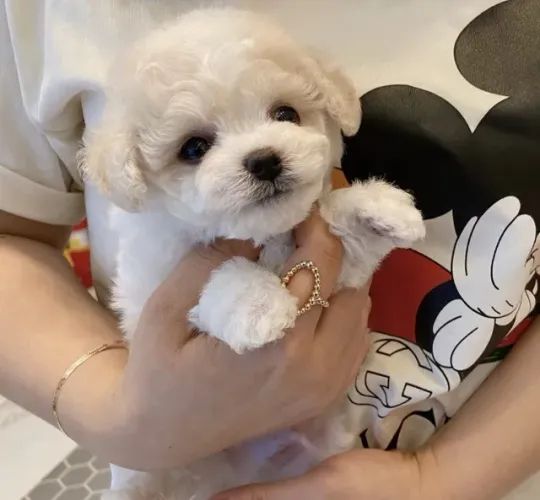 Poodle perfeito para alegrar seus dias