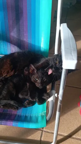 Filhote machinho e gata para adoção 