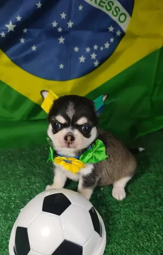 CHIHUAHUA