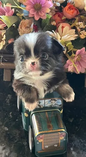 Filhote de chihuahua
