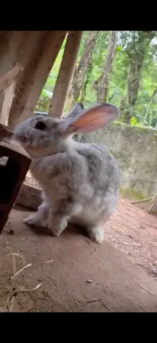 Filhote de Coelhos gigante