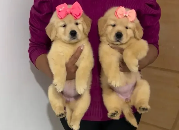 Belos filhotes de Golden Retriever 