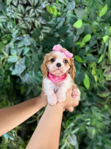 Cavalier king fêmea