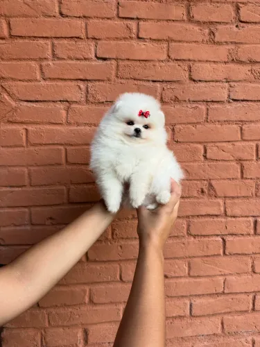     Spitz Alemão  ( Lulu da Pomerania ) anão 1900 Valor Inicial Macho Alto Padrão Confira