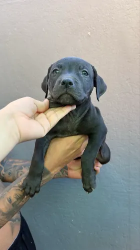 Pit monster com pedigree
