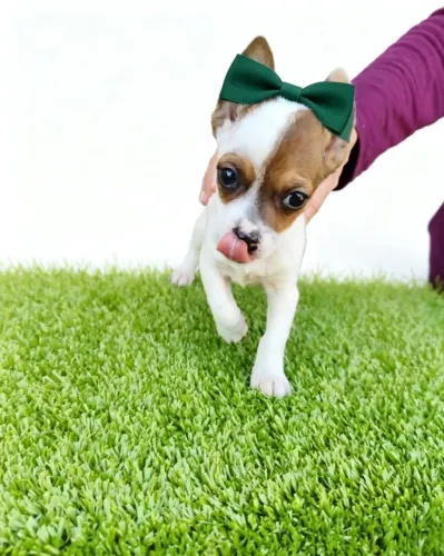 Pinscher Zero Miniatura Lindo e Brincalhão