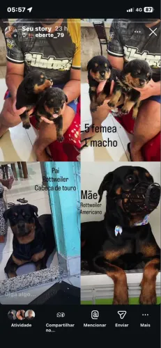 Vendo rottweiler cabeça de touro 5 fêmeas e um macho 