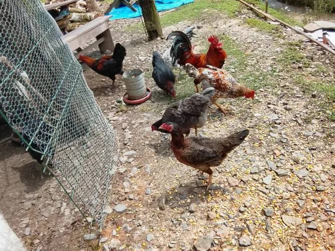 Vende-se galinha caipira