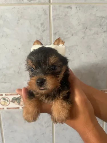 Filhote macho York Shire (Pronta entrega)