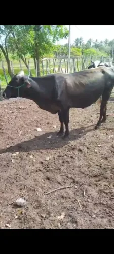 Gado Leiteiro - Vaca de Leite