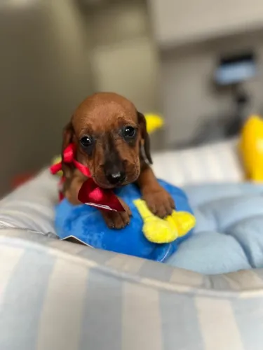 Dachshund Salsicha (Filhote)